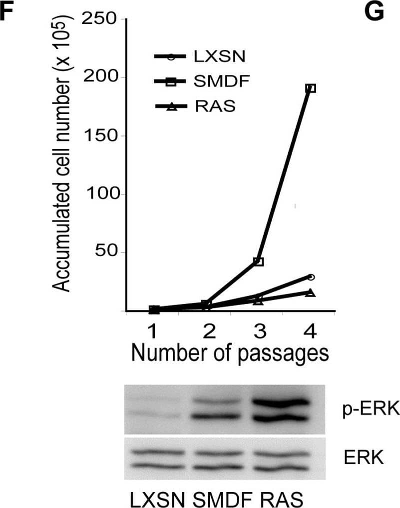 SMDF promotes oncogenic transformation.(A) Western blot analysis of total lysates from NSLT cells selected to express human SMDF or control vector (LXSN). SMDF(T) are derived from tumours, induced by injecting NSLTSMDF cells into nude mice. (B) Cell counts −/+ S.D. following seeding of 105 NSLT cells per well expressing SMDF, Ras or control vector (LXSN) in triplicate in 6 well plates. Medium was changed daily. Experiment shown is representative of 3 separate experiments. Representative phase-contrast images of the cells at high density. (C) NSLT cells expressing SMDF, Ras or control vector (LXSN) were injected into the flanks of nude mice. Ras cells were only injected into a single flank. Picture shows examples of tumours formed (SMDF (left), Ras (right)) and the graph shows the average growth of the tumours −/+ S.D.. (D) Representative images of cells dissociated from NSLTSMDF derived tumours stained for LT (upper panel) or the Schwann cell marker, S100 (lower panel). Primary Schwann cells (NS) were infected with retroviral vectors expressing SMDF, Ras or the control vector (LXSN) and selected in G418. One week following selection, the cultures were fixed and stained for the senescence marker  beta -Galactosidase at pH 6 (E) or seeded in triplicate and counted for four passages (F). Western blot shows p-ERK levels in lysates prepared from NS cells expressing Ras, SMDF or control vector (LXSN) six days after infection. (G) 2×105 NS cells infected with SMDF or control vector (LXSN) were plated in triplicate in 6 well dishes and counted at the indicated days. Medium was changed daily. Error bars show −/+ S.D.. Image collected and cropped by CiteAb from the following open publication (//pubmed.ncbi.nlm.nih.gov/20668675), licensed under a CC-BY license. Not internally tested by R&D Systems.