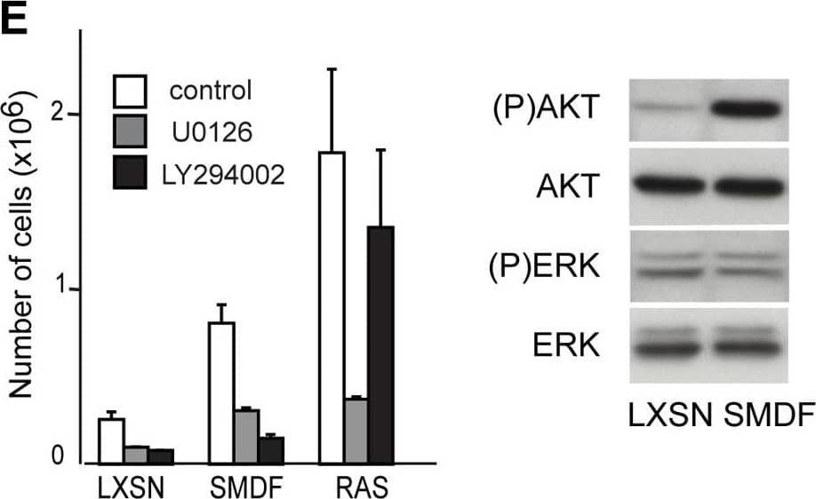 SMDF transforms via ErbB receptor signalling.(A) Western blot analysis of indicated proteins in NSLT cells expressing SMDF, SMDF* (point mutant incapable of binding ErbB receptors) or control vector (LXSN), and SMDF(T) cells derived from SMDF tumours in the absence or presence of the ErbB-2 inhibitor, 4557W (40 nM). (B) Cell counts of triplicate wells in the presence or absence of the indicated concentrations of 4557W −/+ S.D.. Figure is representative of 3 independent experiments. (C) Number of colonies formed in soft agar assays of NSLT cells expressing SMDF, Ras or control vector LXSN in the absence or presence of the indicated inhibitors. U0126 (UO), LY294002 (LY) and the ErbB inhibitor (ErbBI). 12 fields were counted per well with the results shown as average/well −/+ S.D.. Results are representative of two separate experiments (D) Soft agar assays of NSLT cells infected with SMDF, SMDF* or control vector (E) 105 NSLT cells expressing SMDF, Ras or control vector (LXSN) were seeded in triplicate into 6 well dishes and counted at 72 h. The inhibitors U0126 (20 µM), LY294002 (20 µM) or control vehicle were added where indicated at 36 hours. Western blot analysis of total lysates from NSLT cells expressing SMDF or control vector (LXSN). (F) Western blot analysis of total lysates from NSLT cells expressing SMDF or control vector (LXSN) collected 3 (preconfluent), 6 and 9 days after seeding. Plates were medium changed daily. (G) Western blot analysis of total lysates from NSLT cells expressing SMDF, Ras or control vector (LXSN) in attached (att) or anchorage-independent conditions (sus). Image collected and cropped by CiteAb from the following open publication (//pubmed.ncbi.nlm.nih.gov/20668675), licensed under a CC-BY license. Not internally tested by R&D Systems.