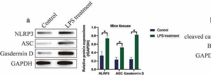 LPS induced cell pyroptosis, apoptosis and pro-inflammatory cytokines secretion in both IUA mice and cellular models. The expression status of (a) NLRP3, ASC and N-Gasdermin D, and (b) cleaved caspase-3 and Bax were detected by performing Western blot analysis. The pro-inflammatory cytokines generation and secretion were examined by (c) Real-Time qPCR in EPCs cells and (d-g) its supernatants were examined by Real-Time qPCR and ELISA assay. (h) Western blot was used to determine cell pytoptosis in EPCs cells. (i) MTT assay was used to determine cell viability in EPCs cells. (j) Generation and (k, l) secretion of IL-1 beta  and IL-18 were respectively examined by Real-Time qPCR and ELISA. Individual experiment repeated 3 times, and *P < 0.05 Image collected and cropped by CiteAb from the following open publication (//pubmed.ncbi.nlm.nih.gov/34738867), licensed under a CC-BY license. Not internally tested by R&D Systems.