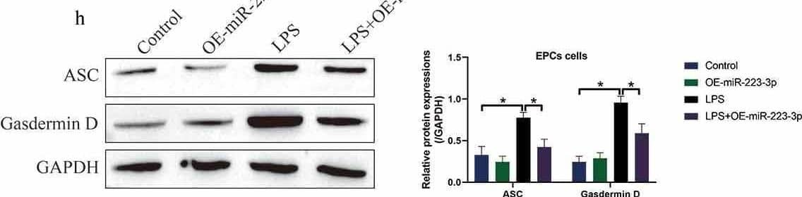 MiR-223-3p was capable of regulating NLRP3-mediated pyroptotic cell death in EPCs. (a) The eight miRNAs in BMSCs-exo were screened by using Real-Time qPCR, and (b) the process that BMSCs-exo delivered miR-223-3p into EPCs was examined. (c) The targeting sites in miR-223-3p and 3ʹ UTR of NLRP3 mRNA were predicted, and (d) those sites were validated by performing dual-luciferase reporter gene system assay. (e) miR-223-3p was overexpressed and silenced, and (f, g) the following experiments validated that miR-223-3p negatively regulated NLRP3 in EPCs cells. Upregulation of miR-223-3p suppressed LPS-induced (h) pyroptotic cell death, (i) cytokines generation and (j, k) secretion in EPCs cells. Individual experiment repeated 3 times, and *P < 0.05 Image collected and cropped by CiteAb from the following open publication (//pubmed.ncbi.nlm.nih.gov/34738867), licensed under a CC-BY license. Not internally tested by R&D Systems.