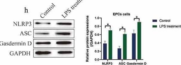 LPS induced cell pyroptosis, apoptosis and pro-inflammatory cytokines secretion in both IUA mice and cellular models. The expression status of (a) NLRP3, ASC and N-Gasdermin D, and (b) cleaved caspase-3 and Bax were detected by performing Western blot analysis. The pro-inflammatory cytokines generation and secretion were examined by (c) Real-Time qPCR in EPCs cells and (d-g) its supernatants were examined by Real-Time qPCR and ELISA assay. (h) Western blot was used to determine cell pytoptosis in EPCs cells. (i) MTT assay was used to determine cell viability in EPCs cells. (j) Generation and (k, l) secretion of IL-1 beta  and IL-18 were respectively examined by Real-Time qPCR and ELISA. Individual experiment repeated 3 times, and *P < 0.05 Image collected and cropped by CiteAb from the following open publication (//pubmed.ncbi.nlm.nih.gov/34738867), licensed under a CC-BY license. Not internally tested by R&D Systems.