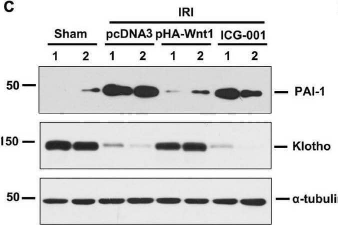 In vivo expression of exogenous Wnt1 before IR downregulates renal Wnt/ beta -catenin target genes in mice after AKI-CKD progression. (A,B) mRNA expression of PAI-1 and MMP-7 in different groups as indicated. (C–E) Representative Western blot analyses of PAI-1 and Klotho protein levels. (F) mRNA expression of Klotho. *P < 0.05; **P < 0.01. n = 5. Image collected and cropped by CiteAb from the following open publication (//pubmed.ncbi.nlm.nih.gov/34819873), licensed under a CC-BY license. Not internally tested by R&D Systems.
