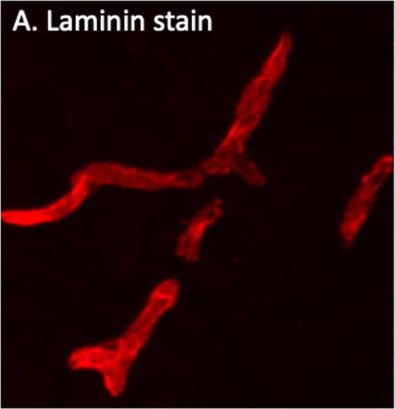 Immunohistochemistry Laminin alpha 4 Antibody [Unconjugated]