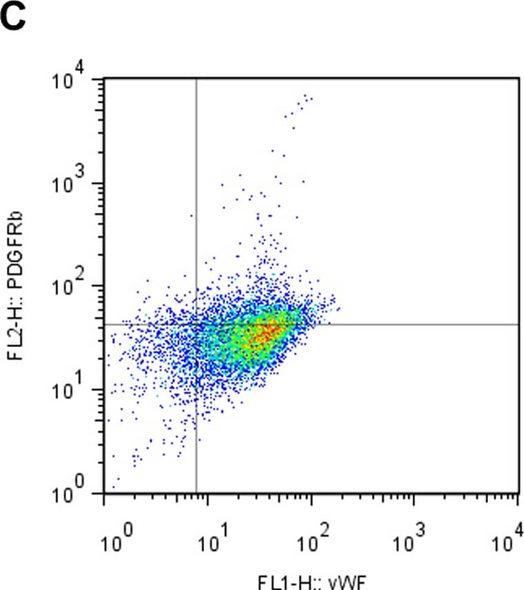 Co-expression of EC marker and PDGFR beta  after EPC-CM incubation.Co-expression of vWF and PDGFR beta  was measured using dual color FACS analysis. HUVEC were kept in control medium containing only 1% FCS or EPC-CM for 24 h before the measurement. HUVEC incubated in control medium showed only a fractional amount of vWF+/PDGFR beta + cells (A). After EPC-CM exposure the proportion of vWF+/PDGFR beta + double positive population was significantly increased, suggesting a strong phenotype shift of endothelial cells towards PDGFR beta + (B). The addition of neutralizing antibody AF385 did not block the upreguation of the PDGFR beta  by EPC-CM stimulation (C). However, such enhanced PDGFR beta  expression could not be evoked by solely adding 100 ng/ml (D) or 100 pg/ml (E) rhPDGF-BB to the control medium. *, P<0.01 compared to controls. Image collected and cropped by CiteAb from the following publication (//dx.plos.org/10.1371/journal.pone.0014107), licensed under a CC-BY license. Not internally tested by R&D Systems.