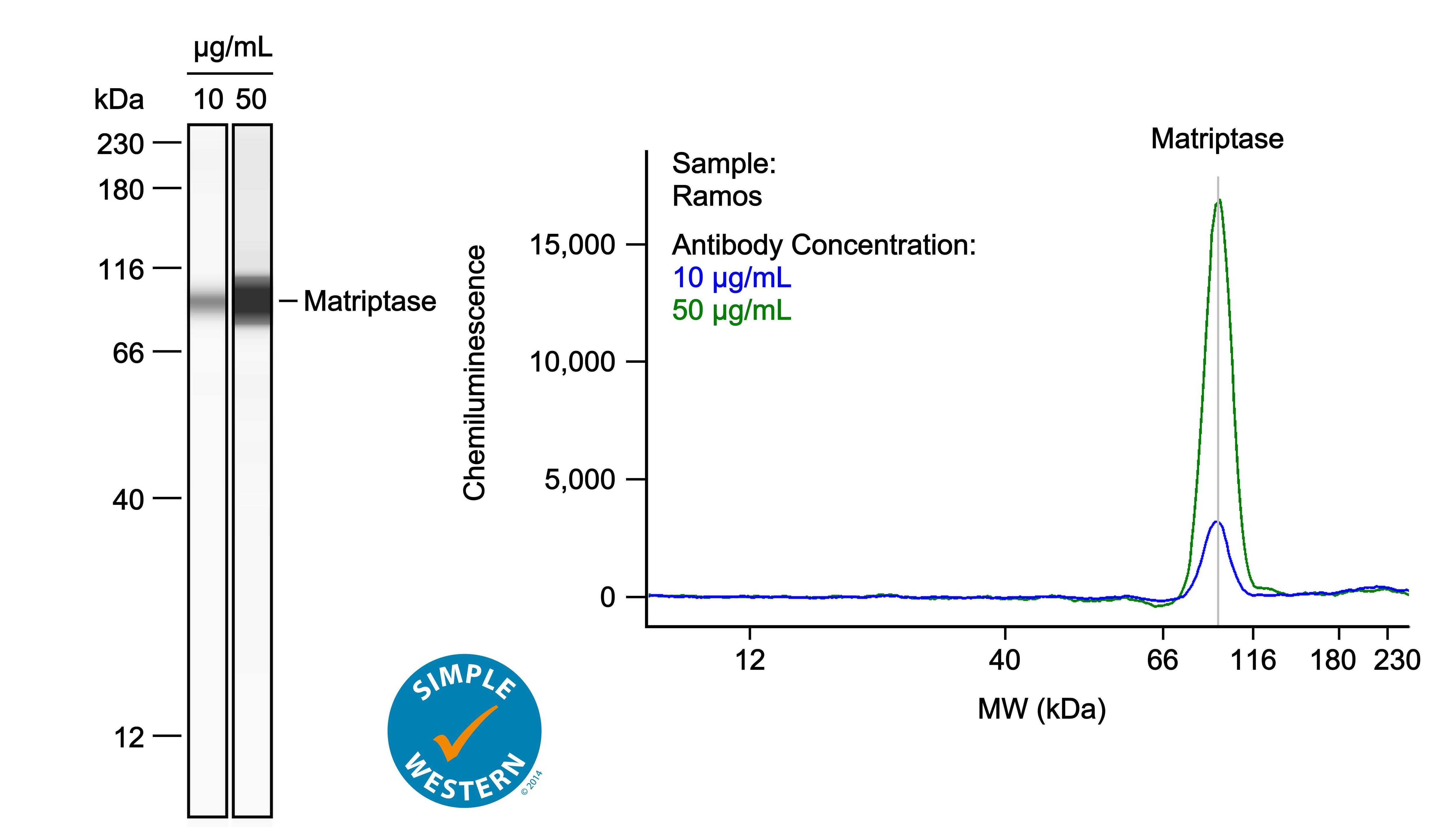 Simple Western Matriptase/ST14 Antibody [Unconjugated]