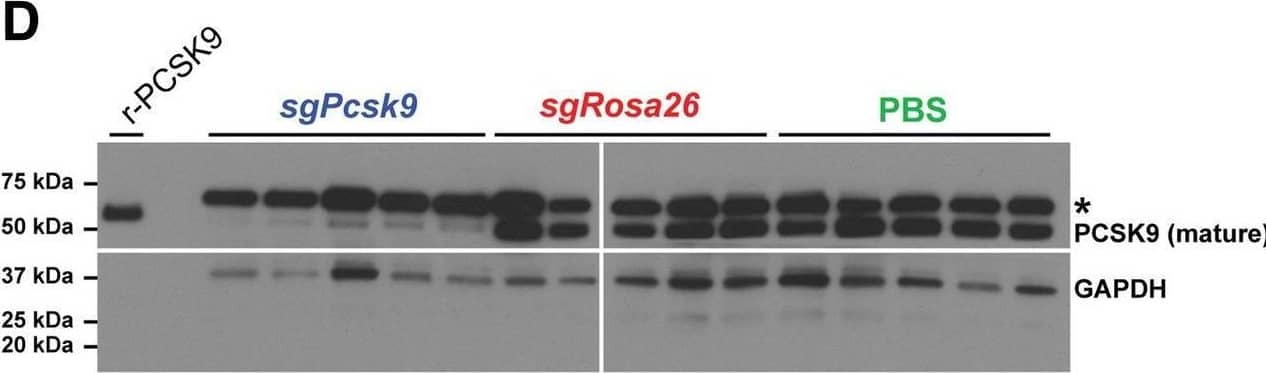 AAV-delivery of NmeCas9 for in vivo genome editing. a Experimental outline of AAV8-sgRNA-hNmeCas9 vector tail-vein injections to target Pcsk9 (sgPcsk9) and Rosa26 (sgRosa26) in C57Bl/6 mice. Mice were sacrificed at 14 (n = 1) or 50 days (n = 5) post injection and liver tissues were harvested. Blood sera were collected at days 0, 25, and 50 post injection for cholesterol level measurement. b Serum cholesterol levels. p values are calculated by unpaired t test. cStacked histogram showing the percentage distribution of indels at Pcsk9 or Rosa26 in livers of mice, as measured by targeted deep-sequencing analyses. Data are presented as mean ± SD from five mice per cohort. d A representative anti-PCSK9 western blot using total protein collected from day 50 mouse liver homogenates. A total of 2 ng of recombinant mouse PCSK9 (r-PCSK9) was included as a mobility standard. The asterisk indicates a cross-reacting protein that is larger than the control recombinant protein Image collected and cropped by CiteAb from the following open publication (//pubmed.ncbi.nlm.nih.gov/30231914), licensed under a CC-BY license. Not internally tested by R&D Systems.