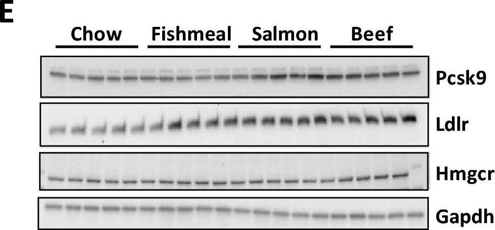 Fishmeal feeding leads to circulating PCSK9. Expression of hepatic genes important for steroid hormone synthesis and cholesterol metabolism in mice fed fishmeal, salmon filet or beef (n = 10). a Validation RNA sequencing analysis with RT-qPCR analysis of selected genes identified as low expressed in fishmeal compared to salmon or beef (Hmgcr, Pcsk9, Fabp5, Fdsp, Chrna4). b Expression of mRNAs encoding genes regulating cholesterol synthesis (Srebf2) and lipogenesis (Srebf1c and Mlxipl/Chrebp). c Expression of cholesterol metabolite sensors (Nr1h3/LXR alpha  and Nr1h2/LXR beta ), cholesterol efflux transporters (Abca1 and Abcg1) and the rate-limiting enzyme in bile acid synthesis (Cyp7a1). d Plasma PCSK9 protein levels. e–f Immunoblot analysis and relative quantification of hepatic Pcsk9, Ldlr, Hmgcr and Gapdh protein levels (n = 5). Statistical testing was done with one-way ANOVA and Tukey test for multiple comparisons. $p < 0.05 between chow and at least two other groups. *p < 0.05, *p < 0.01 between indicated groups Image collected and cropped by CiteAb from the following open publication (//pubmed.ncbi.nlm.nih.gov/35788891), licensed under a CC-BY license. Not internally tested by R&D Systems.