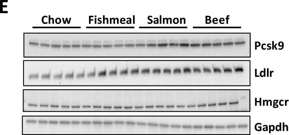 Fishmeal feeding leads to circulating PCSK9. Expression of hepatic genes important for steroid hormone synthesis and cholesterol metabolism in mice fed fishmeal, salmon filet or beef (n = 10). a Validation RNA sequencing analysis with RT-qPCR analysis of selected genes identified as low expressed in fishmeal compared to salmon or beef (Hmgcr, Pcsk9, Fabp5, Fdsp, Chrna4). b Expression of mRNAs encoding genes regulating cholesterol synthesis (Srebf2) and lipogenesis (Srebf1c and Mlxipl/Chrebp). c Expression of cholesterol metabolite sensors (Nr1h3/LXR alpha  and Nr1h2/LXR beta ), cholesterol efflux transporters (Abca1 and Abcg1) and the rate-limiting enzyme in bile acid synthesis (Cyp7a1). d Plasma PCSK9 protein levels. e–f Immunoblot analysis and relative quantification of hepatic Pcsk9, Ldlr, Hmgcr and Gapdh protein levels (n = 5). Statistical testing was done with one-way ANOVA and Tukey test for multiple comparisons. $p < 0.05 between chow and at least two other groups. *p < 0.05, *p < 0.01 between indicated groups Image collected and cropped by CiteAb from the following open publication (//pubmed.ncbi.nlm.nih.gov/35788891), licensed under a CC-BY license. Not internally tested by R&D Systems.