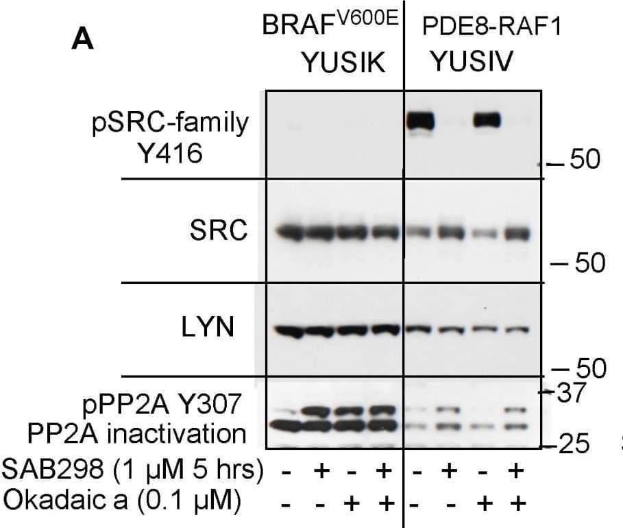 Western Blot PP2A alpha [p Tyr307] Antibody [Unconjugated]