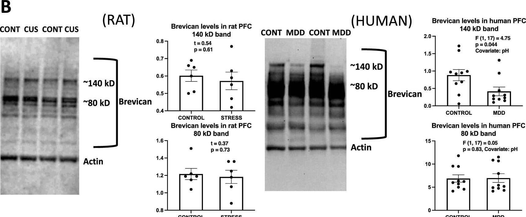 Brevican labeling in histological sections and western blots of human and rat prefrontal samples. (A) Micrographs and charts illustrating the average area fraction of brevican immunoreactivity in control and CUS exposed rats (four micrographs to the left and underlying charts) and in control and MDD human subjects (four micrographs to the right and underlying charts) showing no differences in overall brevican immunoreactivity and within 8 µm2 rectangles (see legends referring to rectangles in Figs. 2 And 3) around NRs both in animals with stress and in human subjects with MDD. Arrows point to nodes of Ranvier identified in the left two pictures using triple immunofluorescent staining for CASPR (labels paranodes in green) Neurofascin (red) and Brevican (blue in all the micrographs). Calibration bar is 5 µm for rat and 8 µm for human micrographs. (B) Representative western blot lanes and quantification of optical density of Brevican bands (relative to housekeeping protein actin) in the frontal pole of control and CUS rats, and in the PFC white matter of human subjects. The pictures present bands from 2 representative rats subjected to stress as compared to 2 controls (picture to the left) and two human MDD subjects against two non-psychiatric controls (picture to the right). Quantification for bands for all subjects in each group in the study at approximately 140 and 80 kD is presented in the charts. All lanes and bands in the pictures appear as they were positioned and developed in the Western blot PVDF membrane. Image collected and cropped by CiteAb from the following open publication (//pubmed.ncbi.nlm.nih.gov/37775676), licensed under a CC-BY license. Not internally tested by R&D Systems.