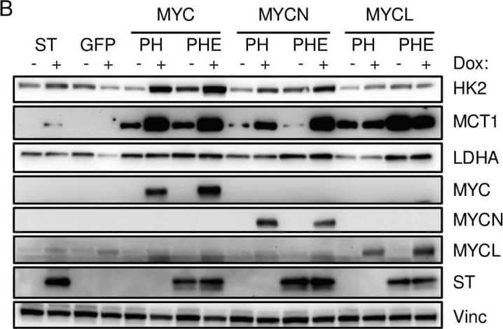 Differential effects of MYC and NF-kappa B on glycolytic gene and MCT1 levels.A) Promoter region of MCT1 includes MYC and NF-kappa B binding sites. Shading reflects four independent IMR90 DNase I hypersensitivity datasets. B) IMR90 cells stably expressing ST, GFP or p53DD + hTERT (PH) and MCPyV tumor-derived early-region (PHE) with inducible expression of MYC, MYCN or MYCL were treated with dox (+) for 48 hours. Lysates were immunoblotted with the indicated antibodies. C) IMR90 PH and PHE cells inducibly expressing MYC or MYCL were transfected with RelA-specific pooled siRNA (siRelA) or non-targeting siRNA (siCtrl). After 24 hours, cells were refed with dox containing media and lysed after an additional 48 hours. Image collected and cropped by CiteAb from the following publication (//dx.plos.org/10.1371/journal.ppat.1006020), licensed under a CC-BY license. Not internally tested by R&D Systems.