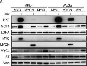 MYC isoforms differentially regulate glycolysis gene expression and ECAR of MCC cells.A) MKL-1 and WaGa cells containing inducible vectors for MYC, MYCN or MYCL were treated with (+) or without (-) dox for 72 hours and lysates were immunoblotted with the indicated antibodies. B) ECAR (mpH/min) of MKL-1 cells inducibly expressing GFP, MYC, MYCN or MYCL after 72 hours of dox addition (minutes). Cells were treated with oligomycin (1 μM) at the indicated time point. *P < 0.05 calculated using unpaired student’s T test between MYC and MYCL samples. Image collected and cropped by CiteAb from the following publication (//dx.plos.org/10.1371/journal.ppat.1006020), licensed under a CC-BY license. Not internally tested by R&D Systems.