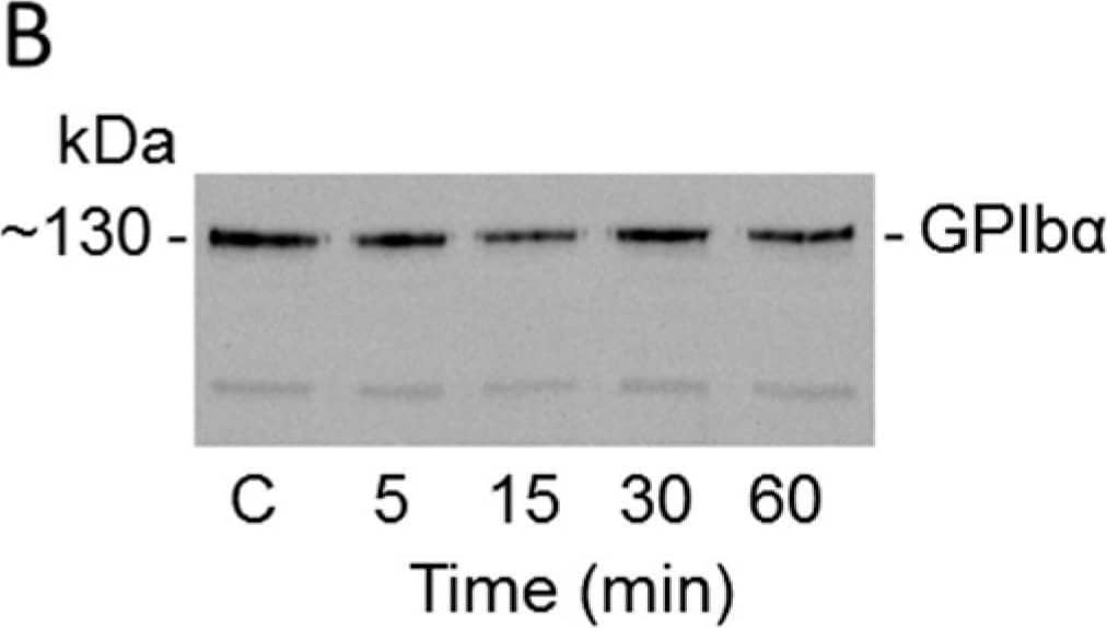 (A) Western blot analysis of Bar-III on recombinant vWF-A1 domain (rvWF-A1). vWF-A1 (5 µg) was treated with Bar-III (4 µg) for 60 min at 37 °C, as described in methodology section. The proteolysis of vWF-A1 (indicated by an arrow) was analyzed using SDS-PAGE (7–15% gradient gel) and blotted with mice anti-vWF IgG. (B) Bar-III does not cleave the vWF receptor partner GPIb alpha  on platelets. Washed platelets were incubated with Bar-III (4 µg) at 37 °C at the indicated intervals, and the reactions were terminated by addition of SDS loading sample buffer. The platelet lysate was probed in WB with anti-CD42/GPIb. Note the intact ~130-kDa GPIb alpha  expression on platelets. (C) Platelet pellets or supernatants of WPs treated with Bar-III (4 µg) for 60 min at 37 °C. The positions of GPVI (~62-kDa) and the soluble GPVI fragment (~55-kDa) are indicated. C, platelet control. These results are representative of at least three similar experiments for each item. Image collected and cropped by CiteAb from the following open publication (//pubmed.ncbi.nlm.nih.gov/39591241), licensed under a CC-BY license. Not internally tested by R&D Systems.