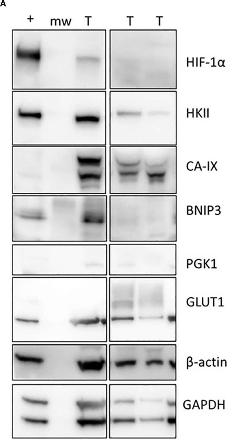 Western Blot BNIP3 Antibody