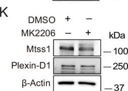 In cultured medium spiny neurons (MSNs), Mtss1 expression is directly regulated by Sema3E-Plexin-D1 signaling through the AKT pathway.(A) WB images showing Mtss1 expression in MSNs derived from the striatum of wild-type (WT) or Plxnd1 conditional knockout (cKO) mice at P0 & measured at DIV3 & DIV6 in culture. (B) Quantification of band intensity in (A). Two-way ANOVA with Tukey’s post hoc correction for multiple comparisons; n = 3. (C) Mtss1 expression in MSNs obtained from the striatum of WT or Sema3e KO mice at P0 & measured at DIV6 in culture. (D) Quantification of the blots shown in (C). Student’s t-test; n = 5 for WT, n = 5 for KO in five independent experiments. (E) Schematic illustration of the experimental strategy for Sema3E-ligand or MK2206, an AKT inhibitor treatment in MSN culture. (F, G) WB images showing Mtss1 expression after AP-Sema3E (2 nM) treatment in cultured MSNs derived from Sema3e KO mice or Plxnd1 cKO mice. (H, I) Quantification of (F, G). Student’s t-test; AP, n = 4, AP-sema3E, n = 4 for sema3e KO mice, AP n = 4, AP-sema3E n = 4 for Plxnd1 cKO mice in three independent experiments. (J, K) WB to analyze the expression of Mtss1 & Plexin-D1 after MK2206 (100 nM) treatment in cultured MSNs & subsequent quantification for band intensity (L, M). Student’s t-test; n = 6 for sham, n = 6 for MK2206 in six independent experiments. (N O) WB image & analysis showing Mtss1 expression in Sema3e knockout MSNs treated with MK2206 after incubation with AP-Sema3E. Two-way ANOVA with Tukey’s post hoc correction for multiple comparisons; n = 5 in five independent experiments. Error bars, mean ± SEM; *p<0.05, **p<0.01, ***p<0.001 by indicated statistical tests. Figure 2—source data 1.WBs shown in Figure 2A, C, F, G, J, K, & N.WBs shown in Figure 2A, C, F, G, J, K, & N. Image collected & cropped by CiteAb from the following open publication (//elifesciences.org/articles/96891), licensed under a CC-BY license. Not internally tested by R&D Systems.