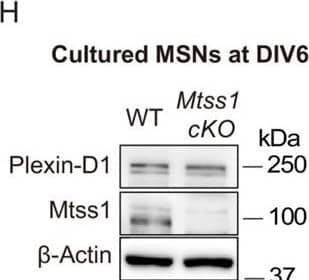 Western Blot Plexin D1 Antibody [Unconjugated]