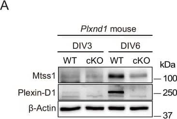 In cultured medium spiny neurons (MSNs), Mtss1 expression is directly regulated by Sema3E-Plexin-D1 signaling through the AKT pathway.(A) WB images showing Mtss1 expression in MSNs derived from the striatum of wild-type (WT) or Plxnd1 conditional knockout (cKO) mice at P0 & measured at DIV3 & DIV6 in culture. (B) Quantification of band intensity in (A). Two-way ANOVA with Tukey’s post hoc correction for multiple comparisons; n = 3. (C) Mtss1 expression in MSNs obtained from the striatum of WT or Sema3e KO mice at P0 & measured at DIV6 in culture. (D) Quantification of the blots shown in (C). Student’s t-test; n = 5 for WT, n = 5 for KO in five independent experiments. (E) Schematic illustration of the experimental strategy for Sema3E-ligand or MK2206, an AKT inhibitor treatment in MSN culture. (F, G) WB images showing Mtss1 expression after AP-Sema3E (2 nM) treatment in cultured MSNs derived from Sema3e KO mice or Plxnd1 cKO mice. (H, I) Quantification of (F, G). Student’s t-test; AP, n = 4, AP-sema3E, n = 4 for sema3e KO mice, AP n = 4, AP-sema3E n = 4 for Plxnd1 cKO mice in three independent experiments. (J, K) WB to analyze the expression of Mtss1 & Plexin-D1 after MK2206 (100 nM) treatment in cultured MSNs & subsequent quantification for band intensity (L, M). Student’s t-test; n = 6 for sham, n = 6 for MK2206 in six independent experiments. (N O) WB image & analysis showing Mtss1 expression in Sema3e knockout MSNs treated with MK2206 after incubation with AP-Sema3E. Two-way ANOVA with Tukey’s post hoc correction for multiple comparisons; n = 5 in five independent experiments. Error bars, mean ± SEM; *p<0.05, **p<0.01, ***p<0.001 by indicated statistical tests. Figure 2—source data 1.WBs shown in Figure 2A, C, F, G, J, K, & N.WBs shown in Figure 2A, C, F, G, J, K, & N. Image collected & cropped by CiteAb from the following open publication (//elifesciences.org/articles/96891), licensed under a CC-BY license. Not internally tested by R&D Systems.
