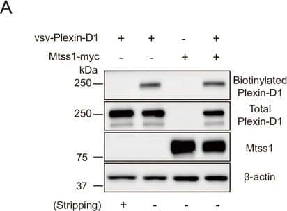 Mtss1 expression alters Plexin-D1 localization to the protrusion structure in COS7 cells without affecting its endocytosis or Sema3E binding.(A) Cell surface biotinylation and subsequent Western blot analysis to analyze the surface localization of Plexin-D1 in COS7 cells. Image collected and cropped by CiteAb from the following open publication (//elifesciences.org/articles/96891), licensed under a CC-BY license. Not internally tested by R&D Systems.
