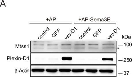 Expression of Mtss1 induces I-BAR domain-dependent morphological changes in COS7 cells, generating protrusions.(A) Western blot images showing that weakly expression of endogenous Mtss1 was not altered by overexpression of Plexin-D1 with or without Sema3E in COS7 cells. Asterisk indicates nonspecific band. (B) Quantification of the band intensity in (A). Error bars, mean ± SEM; ns p>0.05 by two-way ANOVA with Bonferroni’s post hoc correction for multiple comparisons; n = 3. (C) Schematics describing the full-length construct of Mtss1-myc and its deletion mutant constructs (Mtss1 delta I-BAR-myc, Mtss1 delta WH2-myc, and I-BAR-myc). (D) Immunocytochemistry images taken after overexpression of each construct. Constructs show the I-BAR domain leading to diverse cell protrusion morphologies. Some of the protrusions were excessively spiked or thin and long (arrowheads). Overexpression of the I-BAR domain only (I-BAR-myc) can induce extreme protrusion structures. Scale bar, 20 μm.Figure 3—figure supplement 1—source data 1.Western blots shown in Figure 3—figure supplement 1A.Western blots shown in Figure 3—figure supplement 1A. Image collected and cropped by CiteAb from the following open publication (//elifesciences.org/articles/96891), licensed under a CC-BY license. Not internally tested by R&D Systems.