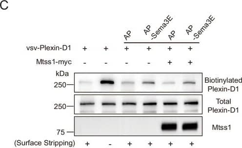 Mtss1 facilitates Plexin-D1 transport to the growth cone in cultured Drd1a-positive medium spiny neurons (MSNs). Quantification of colocalization by Pearson’s correlation coefficient calculated using Costes’ randomized pixel scrambled image method. Student’s t-test; vsv-Plexin-D1+Mtss1-myc, n = 21, and vsv-Plexin-D1+Mtss1 delta IBAR-myc, n = 14. Image collected and cropped by CiteAb from the following open publication (//elifesciences.org/articles/96891), licensed under a CC-BY license. Not internally tested by R&D Systems.
