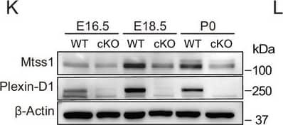 Sema3E-Plexin-D1 signaling induces Mtss1 expression selectively in developing striatonigral projecting neurons. (K) Western blot images showing the expression of Mtss1 and Plexin-D1 in the striatum of WT or Plxnd1 cKO mice at different developmental stages ranging from embryonic day 16.5 (E16.5) to postnatal day 0 (P0). Image collected and cropped by CiteAb from the following open publication (//elifesciences.org/articles/96891), licensed under a CC-BY license. Not internally tested by R&D Systems.