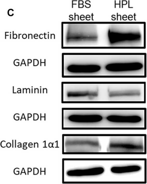 Western Blot Laminin alpha 1 Antibody [Unconjugated]