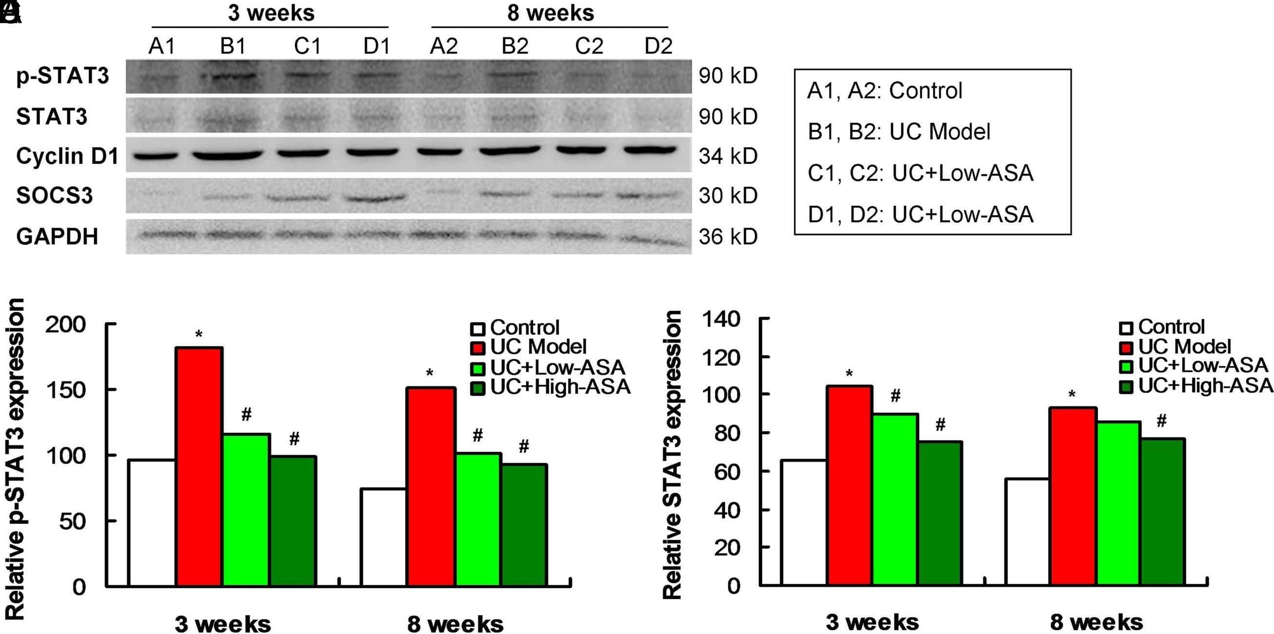Western Blot Cyclin D1/D2 Antibody [Unconjugated] - Cross-reactive