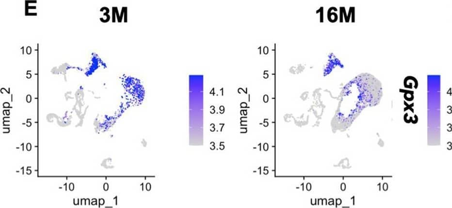 scRNA-seq data indicates that increased BMAds is associated with diminished Gpx3 expression during ageing. A The proportion of bone marrow cells in the young and aged bone marrow. B The expression levels of Adipoq or Lpl in the young and aged bone marrow. C-E UMAP visualization of Adipoq (adipocyte marker), Aspn (BMSC marker) and Gpx3 expression in scRNA-seq data from bone marrow cells of mice at different ages. F The expression levels of Gpx3 in BMSCs and adipocytes in the young and aged mice. 3 M, three-month-old mice; 16 M, sixteen-month-old mice; EC, endothelial cell Image collected and cropped by CiteAb from the following open publication (//pubmed.ncbi.nlm.nih.gov/40410842), licensed under a CC-BY license. Not internally tested by R&D Systems.