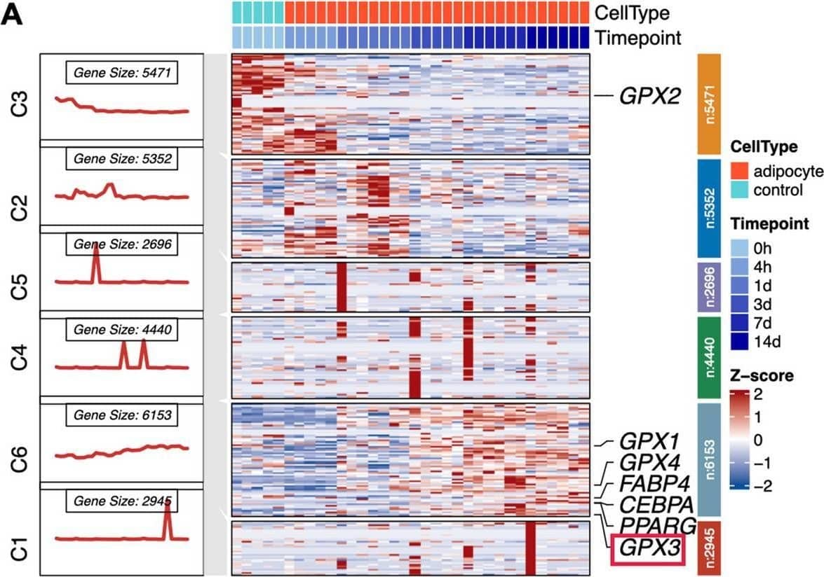 Bioinformatics analysis showed that GPX3 expression was significantly increased during adipogenic differentiation of hBMSCs. A Heatmap of adipogenic marker genes and GPx family genes. B Volcano plot of adipogenic marker genes and GPx family genes. C The gene expression pattern of GPx family and oxidative stress-related enzymes during osteogenic and adipogenic differentiation of hBMSCs. Oxidative stress-related enzymes genes: PLA2G2A, LOX, CAT; Adipogenic marker genes: PPARG, CEBPA, FABP4; osteogenic marker genes: ALPL, BGLAP Image collected and cropped by CiteAb from the following open publication (//pubmed.ncbi.nlm.nih.gov/40410842), licensed under a CC-BY license. Not internally tested by R&D Systems.