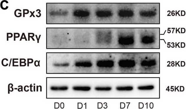 GPx3 expression during adipogenic differentiation of mBMSC in vitro. A Representative images of Oil Red O staining at different differentiation time points and (B) corresponding quantification. C Representative Western blot images showing the protein expressions of GPx3, along with adipogenic markers PPAR gamma  and C/EBP alpha , at various differentiation stages. D-F Quantifications of band intensities in (C). G-J Relative mRNA expression levels of Gpx3 and adipogenic-specific genes Pparg, Cebp alpha , and Adipoq normalized to Actb during adipogenic differentiation. Data are presented as mean ± SD. *P  0.05 Image collected and cropped by CiteAb from the following open publication (//pubmed.ncbi.nlm.nih.gov/40410842), licensed under a CC-BY license. Not internally tested by R&D Systems.