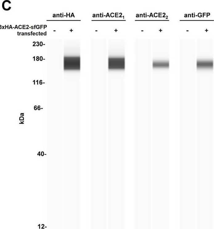 Simple Western: GFP Antibody [Unconjugated] [AF4240] - Design for a membrane-localized ACE2 expression system. (A) Our ACE2 construct is driven by a CMV promoter followed by the first 25 residues of ACE2 containing the leader sequence that direct ACE2 to the plasma membrane. This is followed by a 3xHA tag linked to the remainder of ACE2 (20-805) and a C-terminal sfGFP. Both 3xHA and sfGFP fusions are separated from ACE2 by flexible 3xGGGGS linkers. (B) The ACE2 fusion protein is designed to be embedded in the plasma membrane where it can perform extracellular carboxypeptidase-mediated metabolism and its levels can be detected by cell staining with antibodies to HA. (C) Lysates from untransfected or 3xHA-ACE2-sfGFP-transfected HEK293 cells were analyzed by automated Jess capillary immunoassay using antibodies to HA, GFP, and two ACE2 antibodies. (D) Confocal fluorescence microscopy of HEK cells transfected with 3xHA-ACE2-sfGFP and stained with HA and the nuclear stain DAPI. Image collected and cropped by CiteAb from the following publication (//pubmed.ncbi.nlm.nih.gov/37644110), licensed under a CC-BY license. Not internally tested by R&D Systems.