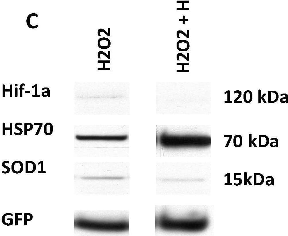 GFP-rMSCs following in vitro stress assays. (A) Trypsinized and re-plated GFP-rMSCs at 24 h following hydrogen peroxide treatment. PSF-treated cells were much more abundant and had begun dividing, but GFP-rMSCs not treated with PSF appeared to have lasting negative effects of H2O2 exposure. (B) Lactate dehydrogenase released into medium of the hydrogen peroxide-treated cells was a means to measure cell death. (C) Changes in expression of stress-related proteins Hif-1a, HSP70, and SOD1 in GFP-rMSCs following hydrogen peroxide treatment. * Indicates p < 0.5. Experiments were repeated twice. Bar =100 µm. Image collected and cropped by CiteAb from the following open publication (//pubmed.ncbi.nlm.nih.gov/35054878), licensed under a CC-BY license. Not internally tested by R&D Systems.