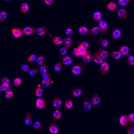 Immunocytochemistry Intelectin-1/Omentin Antibody [Unconjugated]