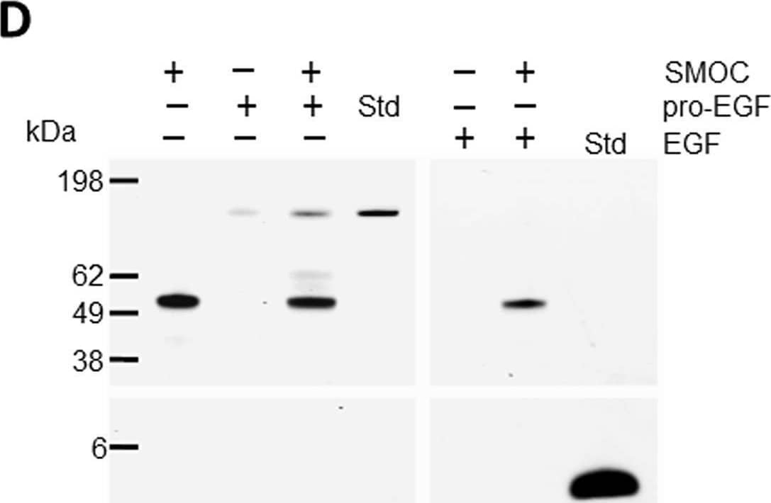 XSMOC-1 does not potentiate MAPK signaling by pro-EGF, but can bind to pro-EGF when bound to heparin sepharose.(A) Immunoblot of 32D/EGFR cell lysates showing Erk phosphorylation (dpErk) following a six minute exposure to a dilution series (0–500ng/ml) of pro-EGF. Total Erk is shown as loading control. (B) Graph showing relative dpErk fluorescence obtained on immunoblots from triplicate experiments of 32D/EGFR cells following a six minute exposure to submaximal concentrations of pro-EGF (2ng or 5ng/ml) in the presence or absence of XSMOC-1 (100μg/ml).The level of dpErk by pro-EGF was not significantly affected by XSMOC-1. (C) Coomassie-stained SDS-PAGE showing the heparin sepharose (HS) elution profile of pro-EGF in the presence of increasing concentrations of NaCl (D) Coomasie-stained SDS-PAGE showing HS elution profiles (±) following incubation of 5μg XSMOC-1 with 5μg of either pro-EGF or EGF in PBS/500mM NaCl, compared to each protein alone. A standard (std) lane is provided for pro-EGF and EGF to demonstrate their expected migration position. Image collected and cropped by CiteAb from the following open publication (//pubmed.ncbi.nlm.nih.gov/27101391), licensed under a CC0-1.0 license. Not internally tested by R&D Systems.
