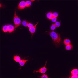 IkB‑ alpha  was detected in immersion fixed RAW 264.7 Mouse Monocyte/Macrophage Cell Line using Sheep Anti-Human/Mouse IkB‑ alpha  Antigen Affinity-purified Polyclonal Antibody (Catalog # AF4299) at 5 &micro;g/mL for 3 hours at room temperature. Cells were stained using the NorthernLights&trade; 557-conjugated Anti-Sheep IgG Secondary Antibody (red; Catalog # NL010) and counterstained with DAPI (blue). Specific staining was localized to cytoplasm. View our protocol for Fluorescent ICC Staining of Cells on Coverslips.