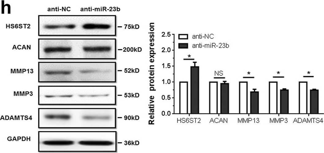 MiR-23b-3p inhibits HS6ST2 expression by targeting HS6ST2 mRNA and effects specific gene expression in chondrocytes. A, b Dual luciferase reporter assay to validate target relationship between HS6ST2 and miR-23b-3p. SW1353 cells were transfected with mimic miR-23b-3p (a) or anti-miR-23b-3p (b) by control vector, pmirGLO-HS6ST2 wild-type 3′UTR vector or pmirGLO-HS6ST2 mutant 3′UTR vector, respectively, for 48 h. c, d Stem-loop RT-qPCR and western blotting results in SW1353 cells (c) or C28/I2 cells (d) transfected with 10 nM mimic miR-23b-3p (left panel) or 50 nM anti-miR-23b-3p sequence (right panel). e, f RT-qPCR (e) and western blotting (f) results of cartilage-specific gene expression in SW1353 cells transfected with mimic miR-23b-3p or negative control. g, h RT-qPCR (g) and western blotting (h) results of cartilage-specific gene expression in SW1353 cells transfected with anti-miR-23b-3p or negative control. RNA was harvested at 24 h, while protein was isolated at 48 h after transfection. U6 snRNA was used as internal controls in miRNA stem-loop RT-qPCR detection and GAPDH was used as internal controls in mRNA RT-qPCR and western blotting detection. Bars represent standard error of the mean (SEM) from three independent experiments. Mann–Whitney U test was used to identify statistical differences between two groups. *P value < 0.05 Image collected and cropped by CiteAb from the following open publication (//pubmed.ncbi.nlm.nih.gov/29899528), licensed under a CC-BY license. Not internally tested by R&D Systems.