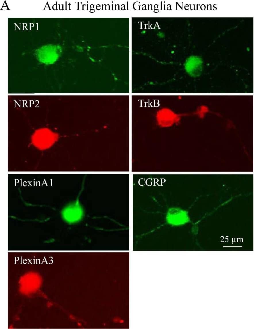 Expression of Sema3A, NGF and BNDF receptors in adult TG and embryonic DRG neurons. The expression of Sema3A receptors (NRP1, NRP2, PlexinA1 and PlexinA3) and the NGF receptors TrkA, the BDNF receptor TrkB, and the neuropeptide CGRP in isolated TG and DRG neurons was evaluated by immunofluorescence staining. Representative images of TG neurons treated with Sema3A (A) show expression of all receptors both in the cell body as well as in the growing neurites. We found that 100% of neurons express the receptors and the neuropeptide CGRP. Similarly, all of these receptors were also expressed in DRG neurons treated with NGF (B). However, 100% of the neurons expressed NRP1, NRP2, PlexinA3, TrkA and CGRP, while 75% of the DRG neurons expressed PlexinA3 and TrkB. In general, there were no major differences in Sema3A receptor expression between the adult and embryonic sensory neurons. Additionally, no differences were observed in the expression of the neuropeptide CGRP. See Table 1 in “Materials and methods” for antibody information. All images were taken at same magnification, scale bar = 25 μm. The background effect generated by the secondary antibody (staining without primary antibody) is shown on Supplementary Fig. S4). Image collected and cropped by CiteAb from the following open publication (//pubmed.ncbi.nlm.nih.gov/34155284), licensed under a CC-BY license. Not internally tested by R&D Systems.