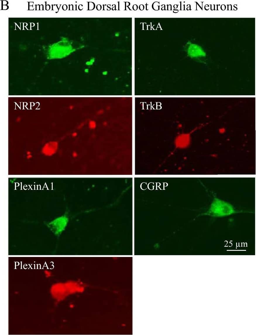 Expression of Sema3A, NGF and BNDF receptors in adult TG and embryonic DRG neurons. The expression of Sema3A receptors (NRP1, NRP2, PlexinA1 and PlexinA3) and the NGF receptors TrkA, the BDNF receptor TrkB, and the neuropeptide CGRP in isolated TG and DRG neurons was evaluated by immunofluorescence staining. Representative images of TG neurons treated with Sema3A (A) show expression of all receptors both in the cell body as well as in the growing neurites. We found that 100% of neurons express the receptors and the neuropeptide CGRP. Similarly, all of these receptors were also expressed in DRG neurons treated with NGF (B). However, 100% of the neurons expressed NRP1, NRP2, PlexinA3, TrkA and CGRP, while 75% of the DRG neurons expressed PlexinA3 and TrkB. In general, there were no major differences in Sema3A receptor expression between the adult and embryonic sensory neurons. Additionally, no differences were observed in the expression of the neuropeptide CGRP. See Table 1 in “Materials and methods” for antibody information. All images were taken at same magnification, scale bar = 25 μm. The background effect generated by the secondary antibody (staining without primary antibody) is shown on Supplementary Fig. S4). Image collected and cropped by CiteAb from the following open publication (//pubmed.ncbi.nlm.nih.gov/34155284), licensed under a CC-BY license. Not internally tested by R&D Systems.