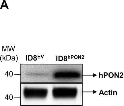 Western Blot PON2 Antibody