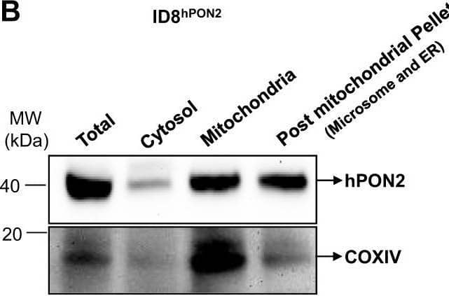 Western Blot PON2 Antibody