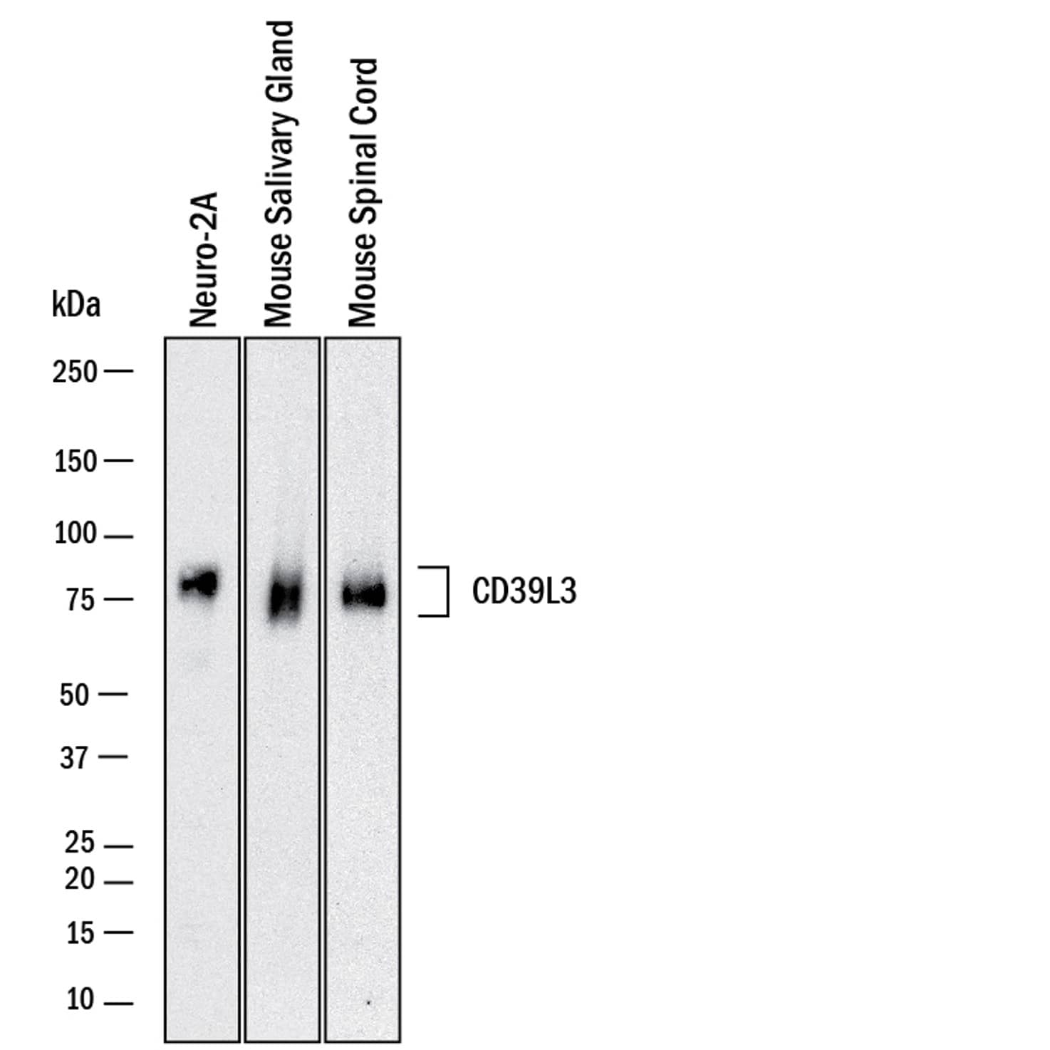 Western Blot CD39L3/ENTPD3 Antibody [Unconjugated]