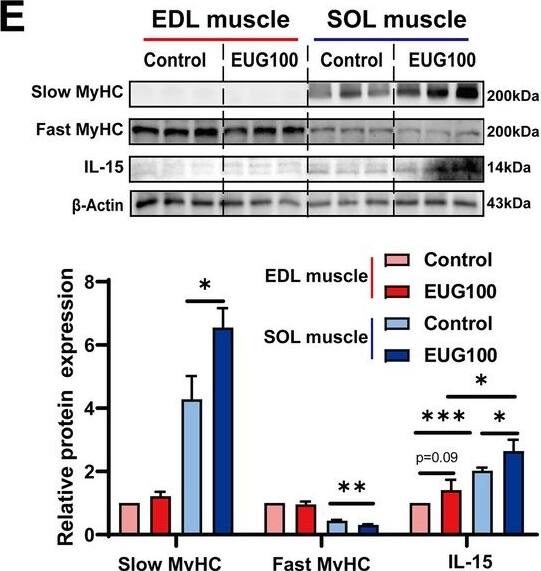 Western Blot IL-15 Antibody [Unconjugated]