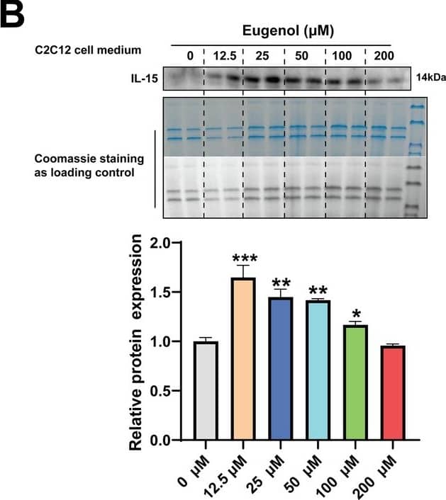 Western Blot IL-15 Antibody [Unconjugated]