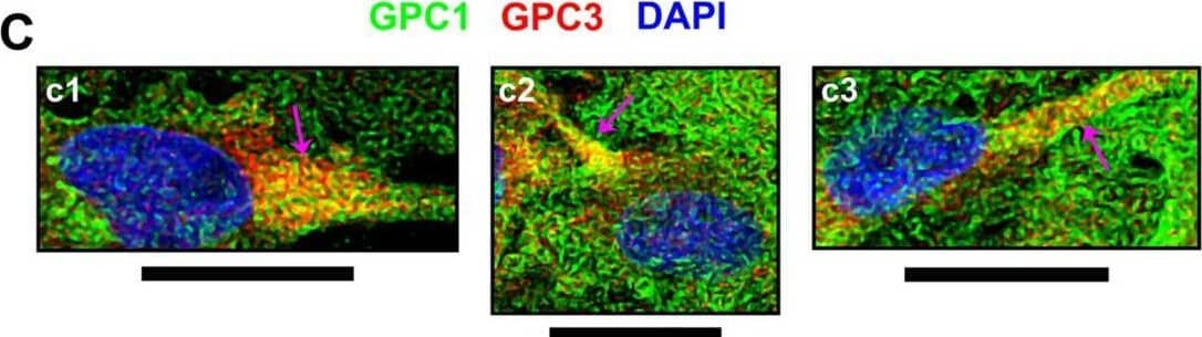 Immunocytochemistry/ Immunofluorescence Glypican 1 Antibody [Unconjugated]