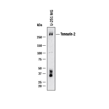 Western Blot Teneurin-2 Antibody [Unconjugated]