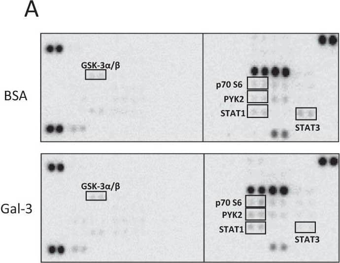 Galectin-3 expression induces activation of PYK2, STAT1 and GSK3 alpha / beta  signalling. Expression of 37 protein kinases in SW620 cells in response to 10 µg/ml galectin-3 or BSA for 0.5 h was assessed by Proteome Profiler Human Phospho-Kinase Array (A, Percentage changes of the kinases in cell response to galectin-3 in comparison to control are shown at the bottom panel). The presence of galectin-3 increases the phosphorylation of PYK2, GSK3 alpha / beta , and STAT1 and decreases phosphorylation of STAT3. SW620 cells treated with 10 µg/ml galectin-3 for different times were assessed by immunoblotting using antibodies against p-PYK2, p-STAT-1, p-GSK3 alpha / beta  or p-STAT-3 (B). The blots were striped and reprobed with antibodies against PYK2, STAT-1, GSK3 alpha / beta  or STAT-3. The band density was quantified and expressed as percentages of phospho-/non-phosphorylated proteins (C). In D and E, SW620 cells were treated with 10 µg/ml galectin-3 or BSA followed by introduction of GSK3 alpha / beta  inhibitor SB 216763 (SB) or PKY2 inhibitor PF-431396 (PF) for 15 min and the levels of phosphorylated PYK2, STAT-1, GSK3 alpha / beta  or STAT-3 were analysed by immunoblotting. The blots were striped and reprobed with antibodies against PYK2, STAT-1, GSK3 alpha / beta  or STAT-3. The densities of the blots from three independent experiments were quantified and are expressed as the percentage of phosphorylated/non-phosphorylated levels of each protein. ***P < 0.001, **P < 0.01, *P < 0.05 (ANOVA). Image collected and cropped by CiteAb from the following open publication (//pubmed.ncbi.nlm.nih.gov/37055381), licensed under a CC-BY license. Not internally tested by R&D Systems.