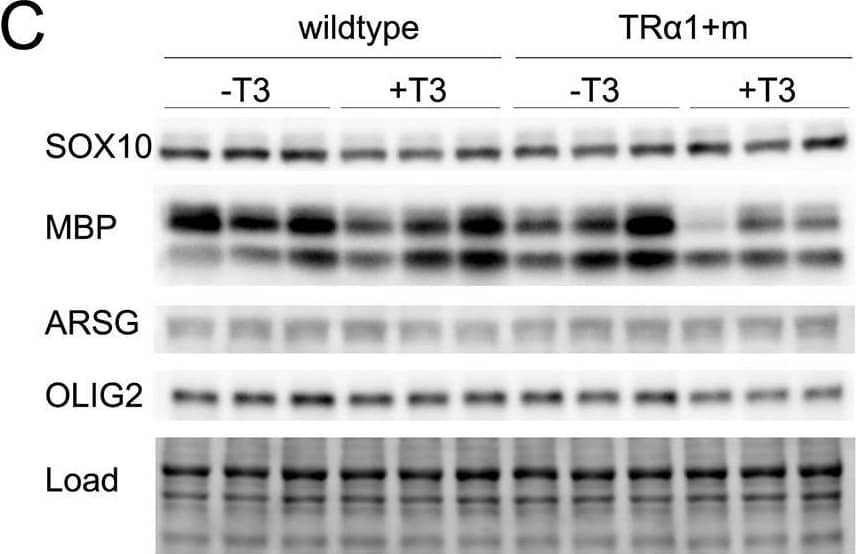 Western Blot Arylsulfatase G/ARSG Antibody