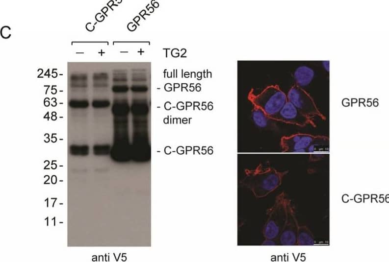 GPR56 activation by TG2 and anti-N-GPR56 antibody requires full length GPR56. (A) Comparison of C230-A TG2 (20 µg/mL), TG2 (20 µg/mL) and anti-N-GPR56 antibody (5 µg/mL) for their ability to activate full-length GPR56-dependent AP-AR shedding. (B) GPR56-dependent activation of shedding by TG2 requires intact GPR56. C-GPR56 is auto-active and not activated by TG2 (n = 3). (C) Western blot panel: Detection of the C-terminal GPR56 fragment in GPR56 and C-GPR56 expressing cells using the V5-epitope antibody. Confocal microscopy panel: Cell surface expression of GPR56 and C-GPR56 using anti-V5 antibody in red. Scale bar 10µm. (D) Luciferase reporter assay to assess TG2 dependent signalling in N-GPR56, GPR56, and C-GPR56-expressing cells. To determine Rho activation, cells were co-transfected with N-GPR56, GPR56, or C-GPR56 plasmid and SRF-RE luciferase reporter. After 48 h post-transfection, cells were stimulated with 20 µg/mL C230A TG2 for 6 h, and luciferase activity was determined in lysates. TG2 activated GPR56 dependent SRF-RE luciferase reporter activity, while C-GPR56 was not stimulated (n = 3). (E) N-GPR56 antibody (5 µg/mL) activates GPR56 dependent SRF-RE luciferase reporter activity. Neither N-GPR56 nor C-GPR56 was stimulated by N-GPR56 antibody treatment. Controls were treated with control sheep IgG (n = 3). (F) Type III collagen (83 nM) did not activate GPR56. N-GPR56 antibody was used as a positive control (n = 3). p values of <0.001 equals (***). Image collected and cropped by CiteAb from the following open publication (//www.mdpi.com/1422-0067/25/4/2329), licensed under a CC-BY license. Not internally tested by R&D Systems.