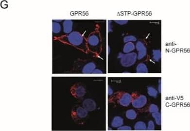 GPR56 activation requires N-terminal GPR56, C-terminal TG2, and is independent of C-terminal GPR56 phosphorylation sites. (A,B) Real-time measurements were conducted whereby the enzymatic reaction was initiated by Ca2+ injection (n = 3). Fluorescence in the absence of Ca2+ activation was subtracted from the fluorescence obtained with activated enzyme to correct for sample bleaching over time. Only the linear part of the fluorescence increase was used, and rates were determined by linear regression. We compared transamidation and isopeptidase activities of wild type TG2 (20 µg/mL) and N-TG2 lacking the  beta -barrel domains (20 µg/mL), showing that N-TG2 is catalytically functional. (C) N-TG2 does not activate GPR56- or C-GPR56-dependent Rho activity using SRF-RE reporter assays (n = 3). (D)  delta STP-GPR56 lacking the TG2 binding site cannot be activated by TG2 using the AP-AR shedding assay (n = 3). (E,F) Western blot analysis of lysates from  delta STP-GPR56 cells shows that it is only partially processed at the GPS-site (large arrow), and N-terminal as well as C-terminal domain aggregates are apparent (small arrows). A diagram of  delta STP-GPR56 lacking the TG2 binding site is shown for clarity. (G)  delta STP-GPR56 shows little cell surface expression when compared to GPR56 by confocal microscopy. Red stain corresponds to GPR56 staining using either anti-N-GPR56 or anti-V5 antibody. Blue nuclear stain. Scale bar 10µm. (H) GPR56 mutants lacking C-terminal Serine or Threonine tail phosphorylation sites are activated by TG2 using shedding assays (n = 3). p values of <0.01 equals (**), p values of <0.001 equals (***). Image collected and cropped by CiteAb from the following open publication (//www.mdpi.com/1422-0067/25/4/2329), licensed under a CC-BY license. Not internally tested by R&D Systems.