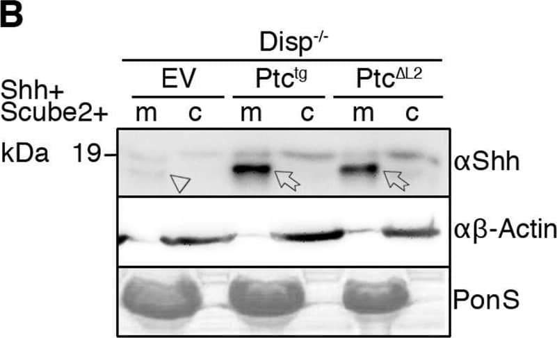 Overexpressed Ptctg restores Shh release from Disp−/− cells. (A,A′) Schematic representations of Disp (blue) and Ptc (green). Twelve transmembrane domains (TM1–TM12), two extracellular loops (L1 and L2), and the N- and C-termini are labeled. Conserved SSDs (TM2–TM6) are highlighted in red. Disp delta L2 and Ptc delta L2 lack most of the second extracellular loops (L2). (B,C) Co-expression of transgenic Ptctg or Ptc delta L2 increases Shh shedding from Disp−/− (B) and nt Ctrl (C) cells (c, cellular Shh; m, Shh released into the medium). Arrows indicate solubilized processed Shh from Ptctg- or Ptc delta L2-expressing cells, and arrowheads indicate reduced amounts of solubilized Shh from empty vector (EV)-transfected cells. Anti-beta -actin blots ( alpha  beta -actin) and Ponceau S staining of residual serum albumin (PonS) serve as loading controls. (B′,C′) Quantification of relative processed Shh release as shown in B and C. Data are mean±s.d. n=6 in B′, n=9 in C′. *P<0.05, **P<0.01, ***P<0.001 (one-way ANOVA with Dunnett's multiple comparison post hoc test). Image collected and cropped by CiteAb from the following open publication (//pubmed.ncbi.nlm.nih.gov/34308968), licensed under a CC-BY license. Not internally tested by R&D Systems.